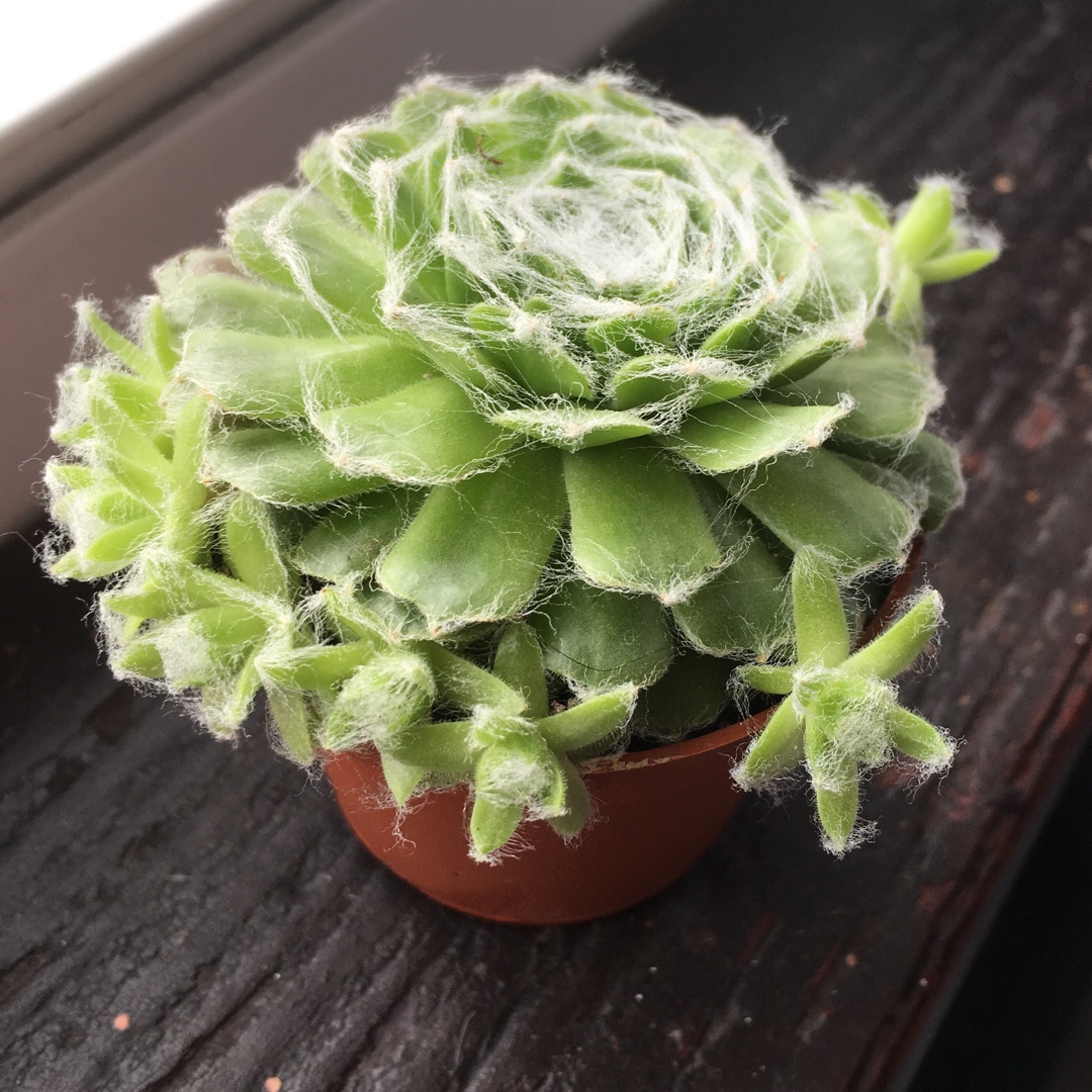 Sempervivum Italicum in the GardenTags plant encyclopedia Sempervivum Italicum in the GardenTags plant encyclopedia