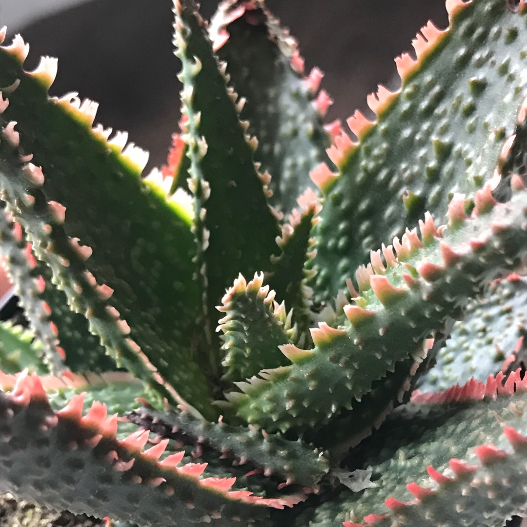 Aloe Coral Fire in the GardenTags plant encyclopedia Aloe Coral Fire in the GardenTags plant encyclopedia