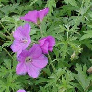 Geranium clarkei Kashmir Purple in the GardenTags plant encyclopedia Geranium Kashmir Purple in the GardenTags plant encyclopedia