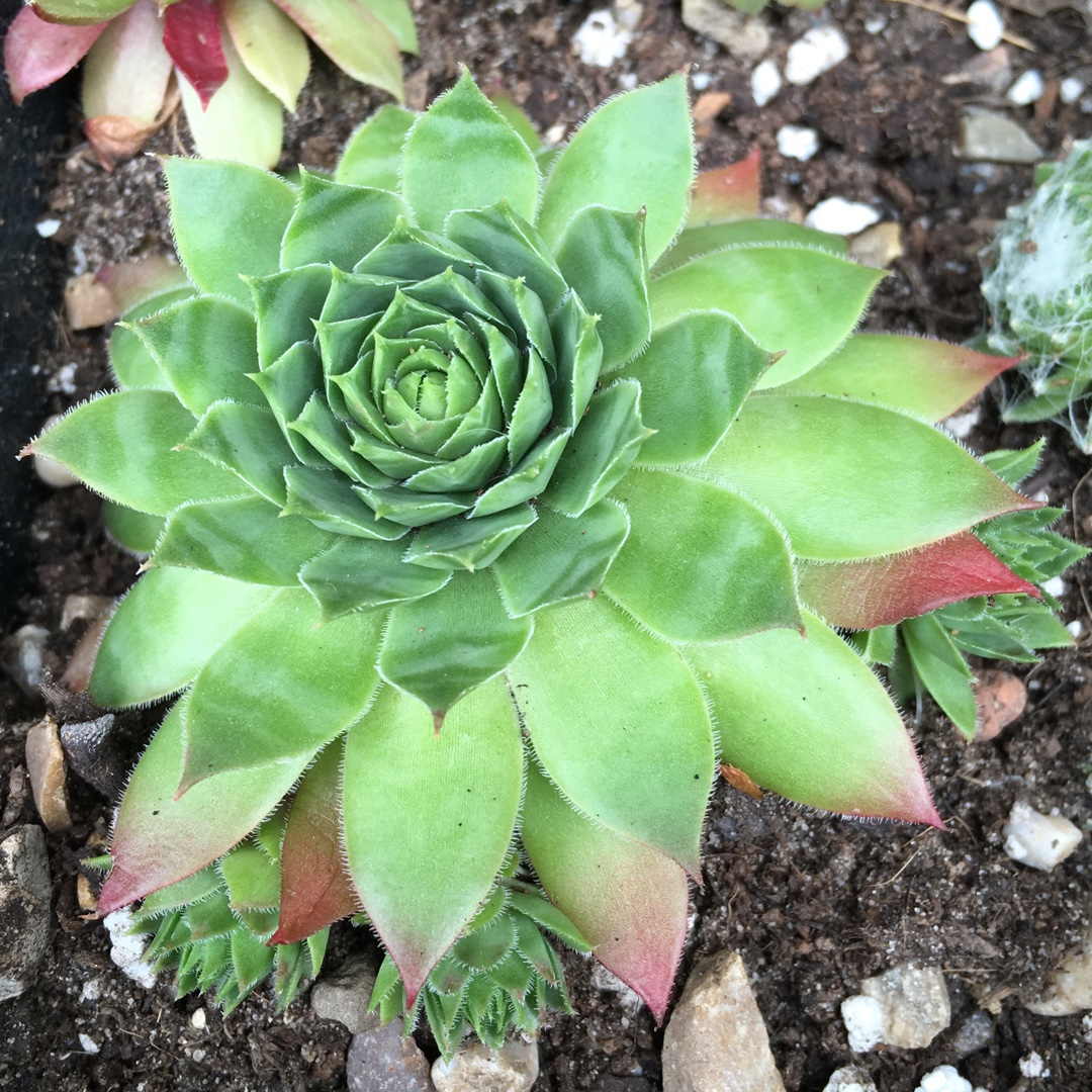 Sempervivum Free Spirit in the GardenTags plant encyclopedia Sempervivum Free Spirit in the GardenTags plant encyclopedia