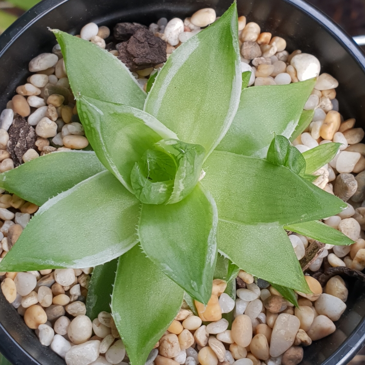Haworthia Midori-No-Sono in the GardenTags plant encyclopedia Haworthia Midori-No-Sono in the GardenTags plant encyclopedia