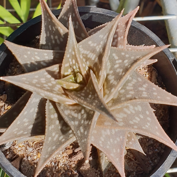 Aloe Versad in the GardenTags plant encyclopedia Aloe Versad in the GardenTags plant encyclopedia
