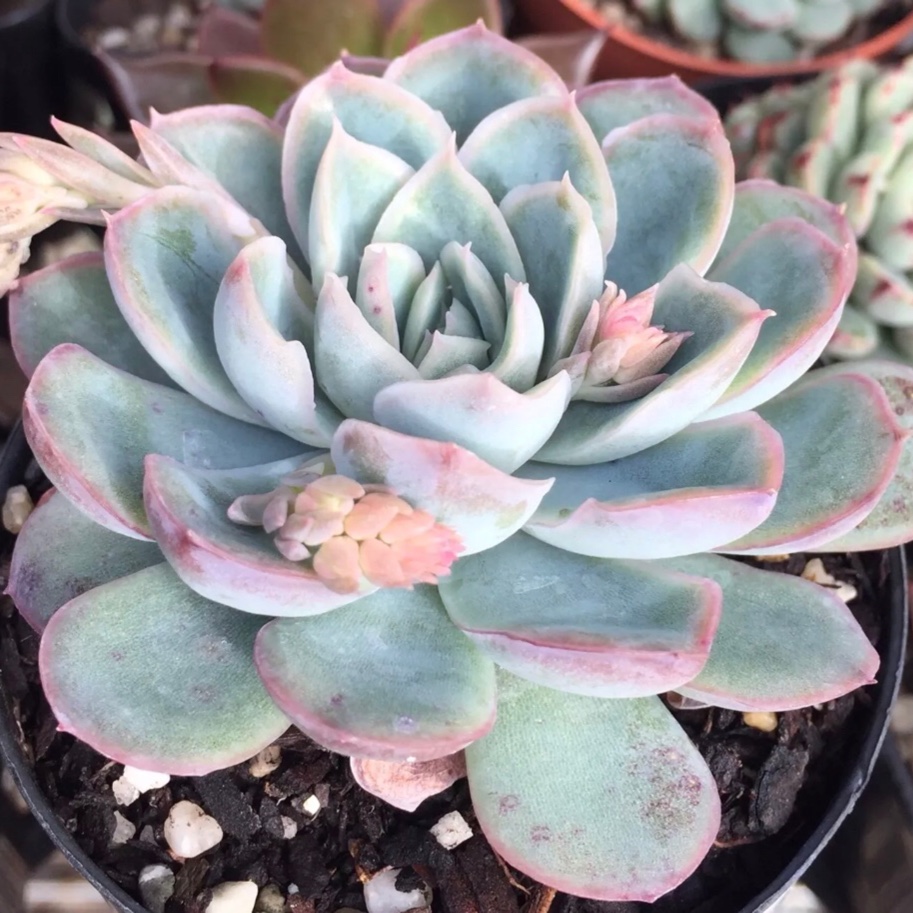 Echeveria Ice Queen in the GardenTags plant encyclopedia Echeveria Ice Queen in the GardenTags plant encyclopedia