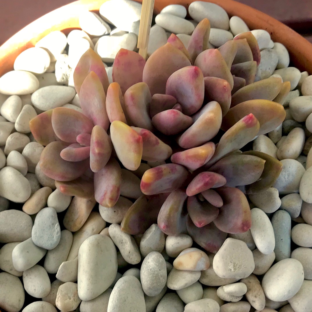 x Pachyveria Pachyphytoides in the GardenTags plant encyclopedia Pachyveria Pachyphytoides in the GardenTags plant encyclopedia
