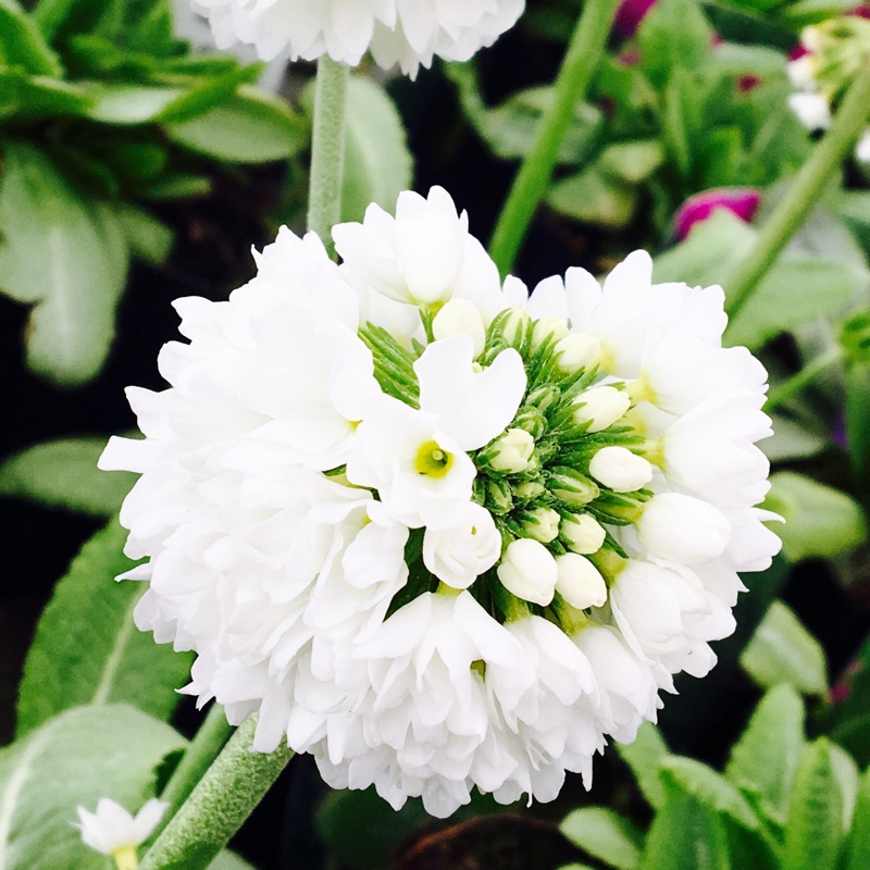 Primula denticulata Confetti White in the GardenTags plant encyclopedia Drumstick Primrose Confetti White in the GardenTags plant encyclopedia