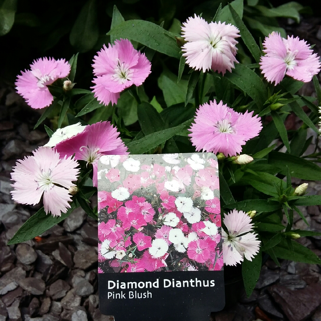 Dianthus Diamond Pink Blush in the GardenTags plant encyclopedia Carnation Diamond Pink Blush in the GardenTags plant encyclopedia