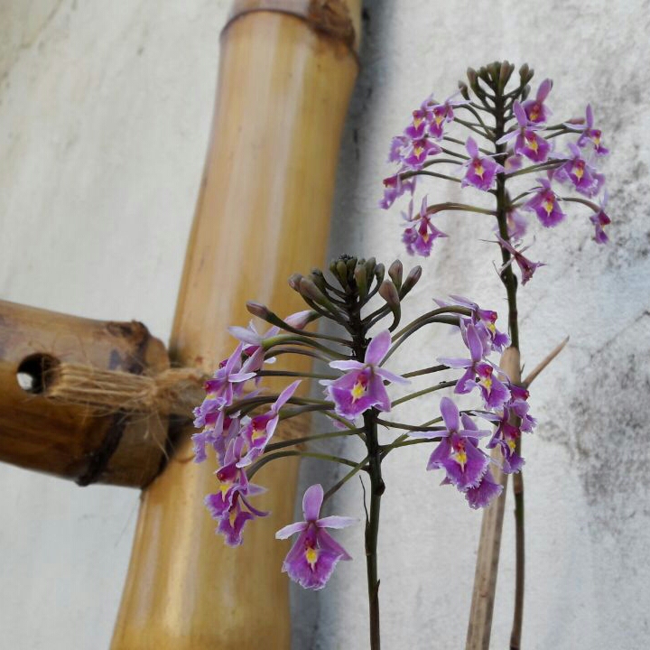 Epidendrum cochlidium in the GardenTags plant encyclopedia The Shell-Like Epidendrum in the GardenTags plant encyclopedia