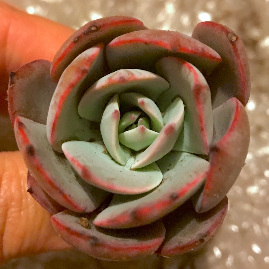 Echeveria Cante x Laurensis in the GardenTags plant encyclopedia Echeveria Cante x Laurensis in the GardenTags plant encyclopedia