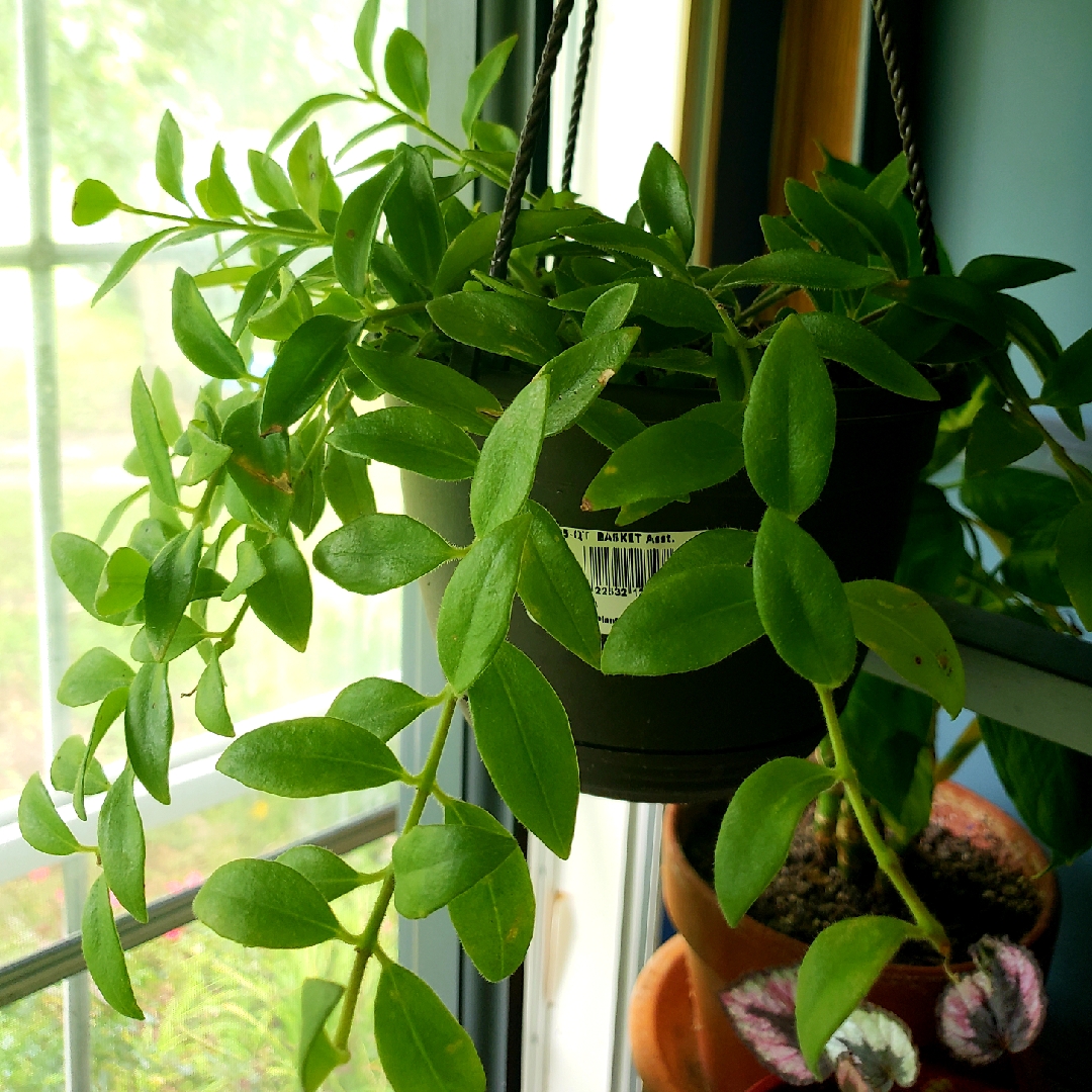 Black Hoya in the GardenTags plant encyclopedia