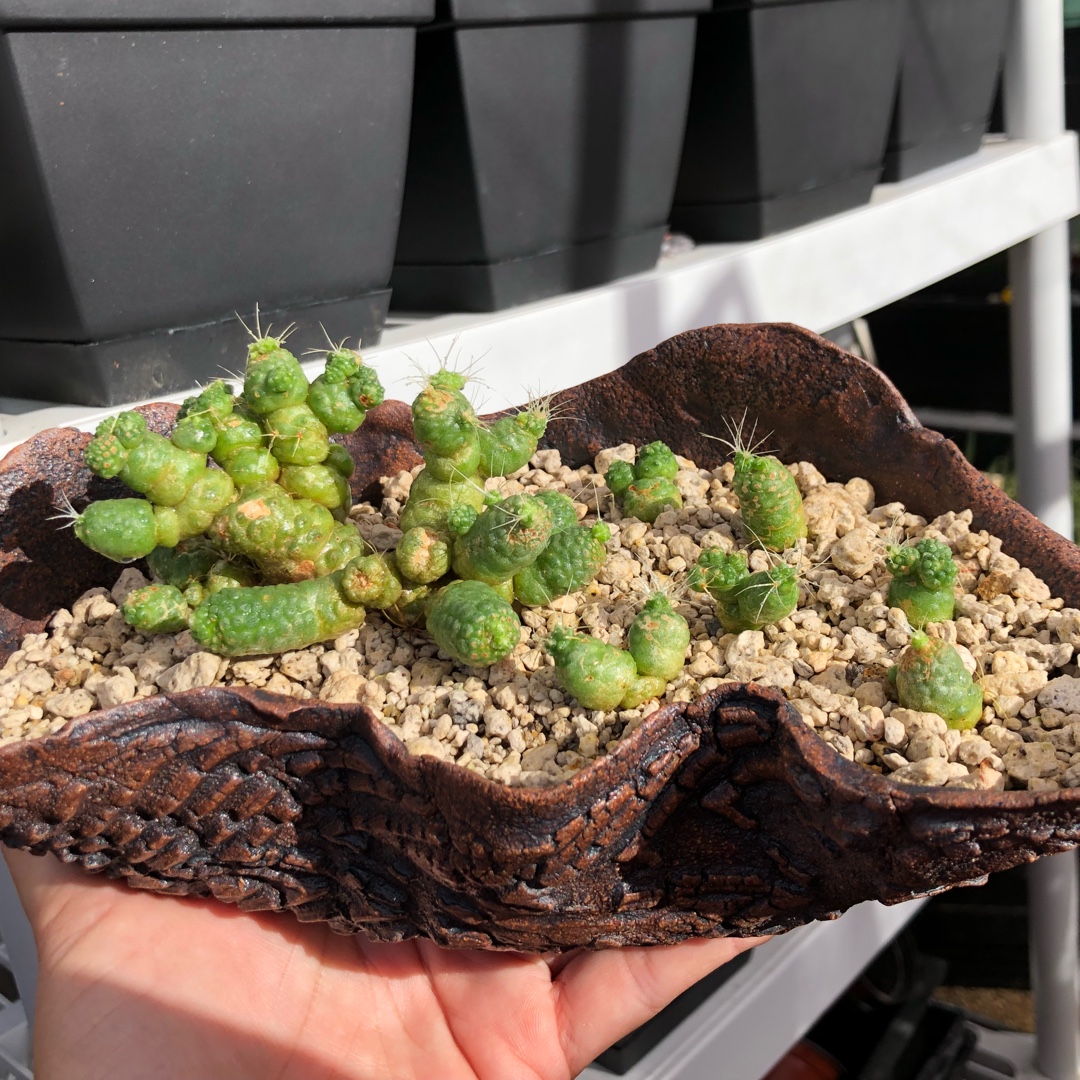 Mammillaria elongata Monstruosa in the GardenTags plant encyclopedia Lady Finger Cactus Monstruous in the GardenTags plant encyclopedia