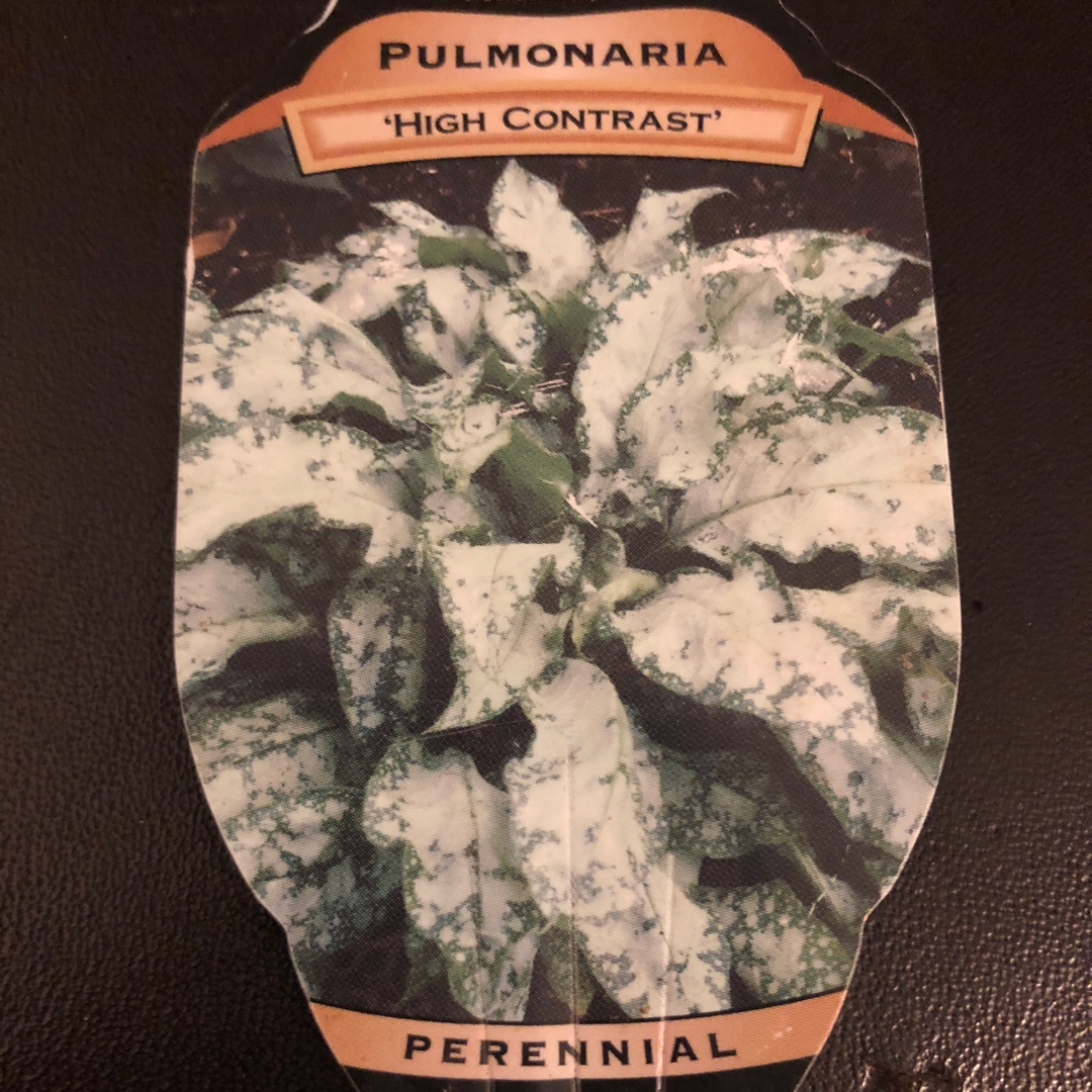 Pulmonaria High Contrast in the GardenTags plant encyclopedia Lungwort High Contrast in the GardenTags plant encyclopedia