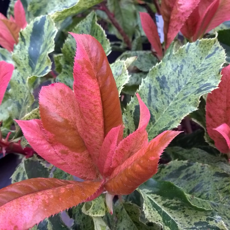 Taiwanese Photinia Pink Crispy in the GardenTags plant encyclopedia