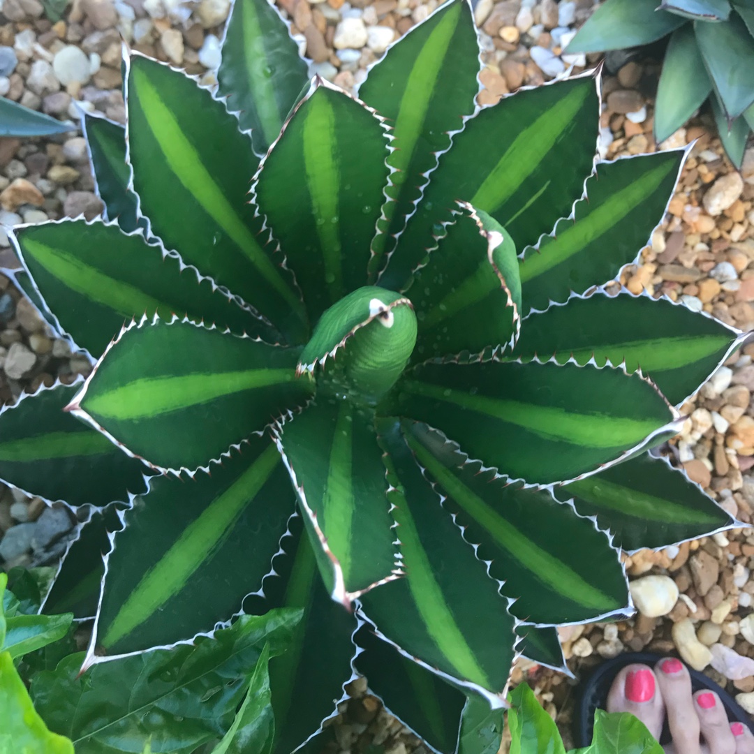 Agave Univittata in the GardenTags plant encyclopedia Agave Thorncrest in the GardenTags plant encyclopedia