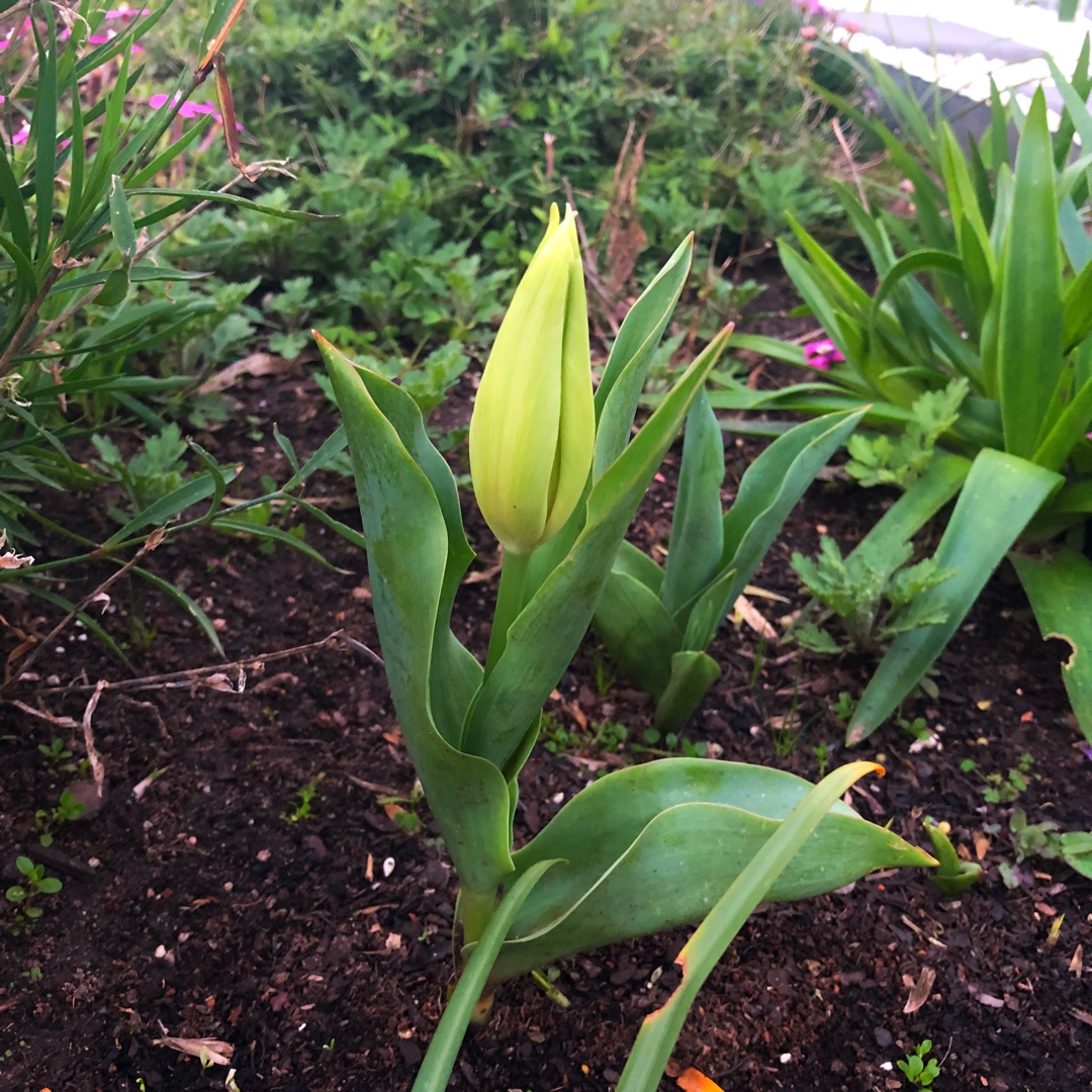 Tulipa Salvo in the GardenTags plant encyclopedia Tulip Salvo (Triumph) in the GardenTags plant encyclopedia