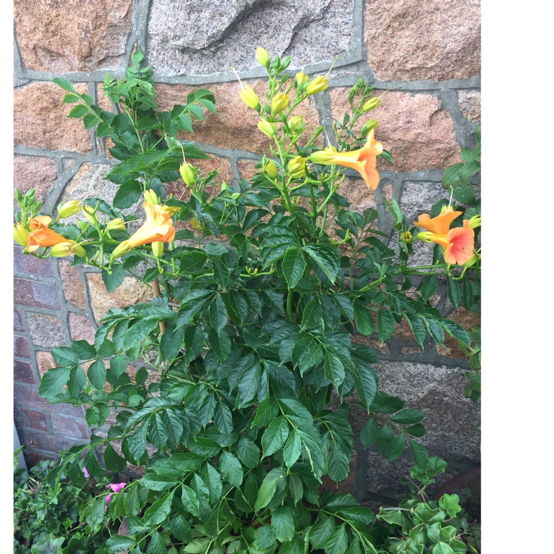 Campsis x tagliabuana Takarazuka Yellow (Summer Jazz Series - Gold) in the GardenTags plant encyclopedia Trumpet Vine Takarazuka Yellow (Summer Jazz Series - Gold) in the GardenTags plant encyclopedia