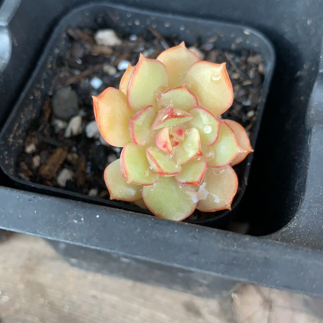 Echeveria Deren-Oliver in the GardenTags plant encyclopedia