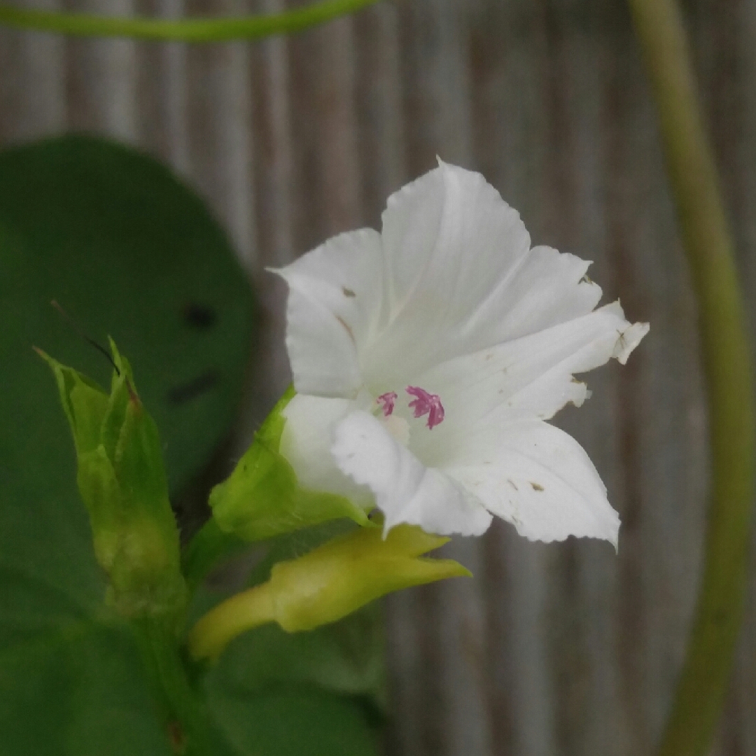Ipomoea lacunosa in the GardenTags plant encyclopedia Whitestar in the GardenTags plant encyclopedia