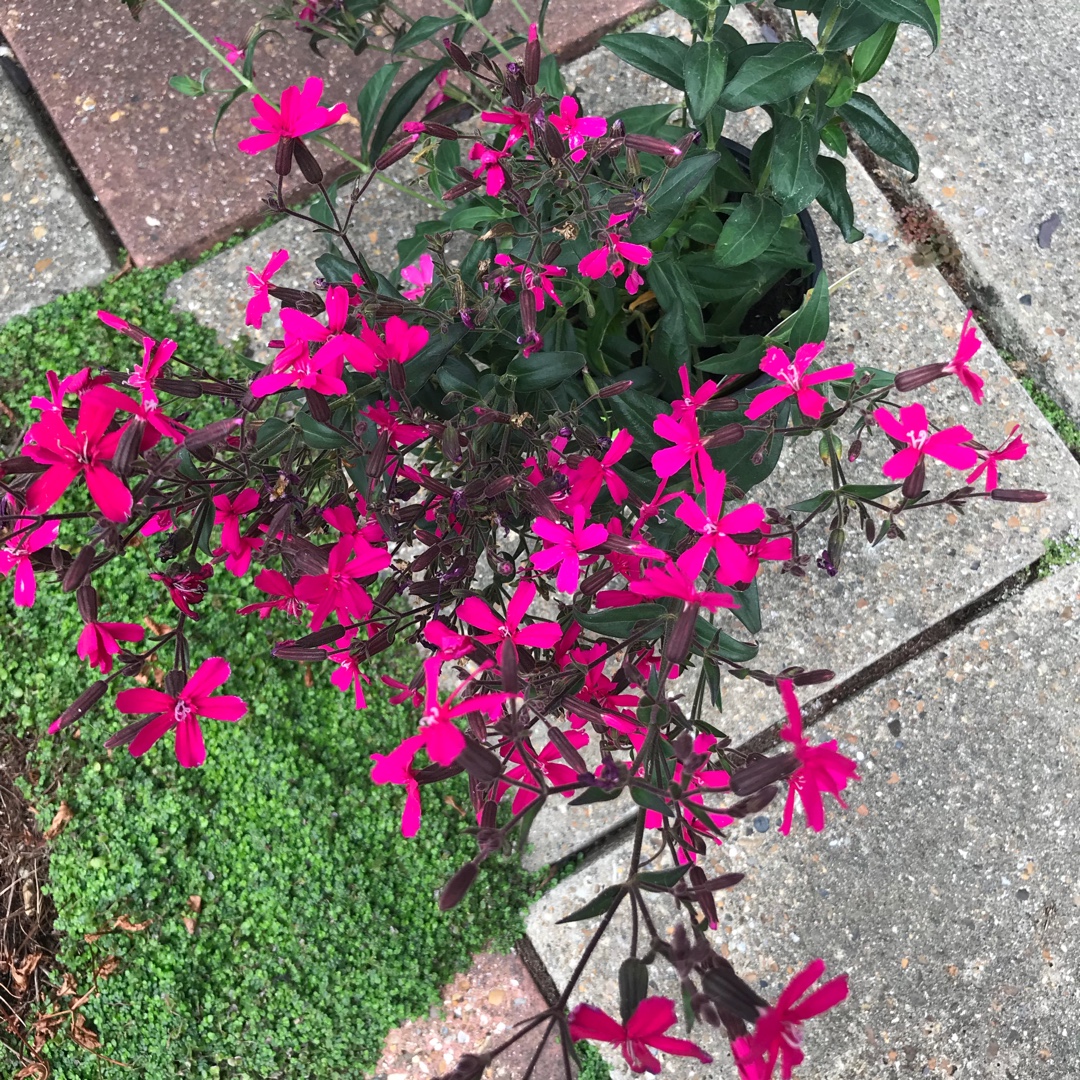 Silene Frivola Rose in the GardenTags plant encyclopedia Silene Frivola Rose in the GardenTags plant encyclopedia