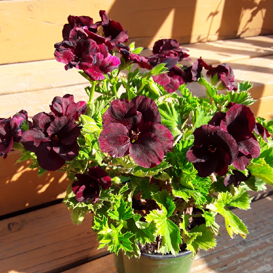 Pelargonium Elegance Choco (Elegance Series) in the GardenTags plant encyclopedia Pelargonium Elegance Choco (Regal) in the GardenTags plant encyclopedia