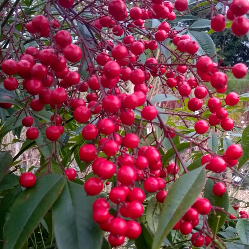 Nandina domestica in the GardenTags plant encyclopedia Sacred Bamboo in the GardenTags plant encyclopedia