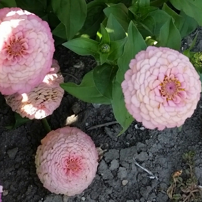 Zinnia elegans Lilliput Pink (Lilliput Series) in the GardenTags plant encyclopedia Zinnia Lilliput Pink in the GardenTags plant encyclopedia