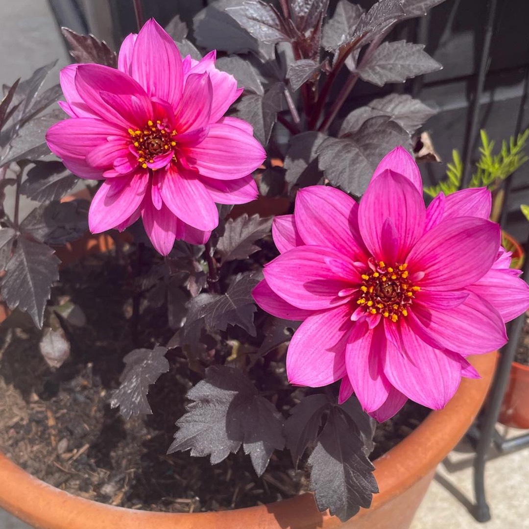 Dahlia Dreamy Fantasy in the GardenTags plant encyclopedia Dahlia Dreamy Fantasy in the GardenTags plant encyclopedia