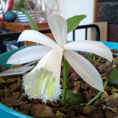 Pleione Formosana Polar Sun in the GardenTags plant encyclopedia Windowsill Orchid Polar Sun in the GardenTags plant encyclopedia