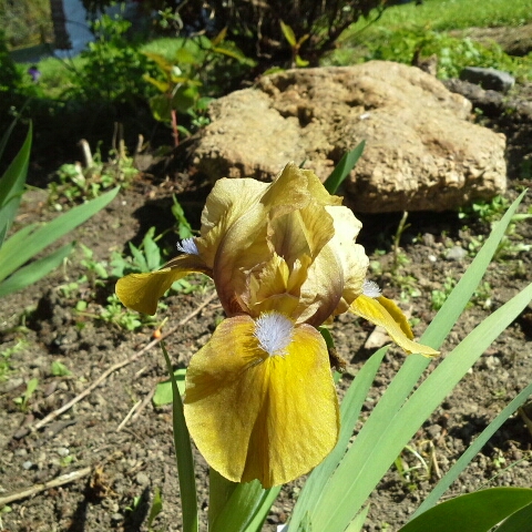 Iris x germanica Gingerbread Man in the GardenTags plant encyclopedia Bearded Iris Gingerbread Man (Standard Dwarf) in the GardenTags plant encyclopedia
