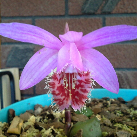 Pleione Vesuvius Phoenix in the GardenTags plant encyclopedia Windowsill Orchid Phoenix in the GardenTags plant encyclopedia