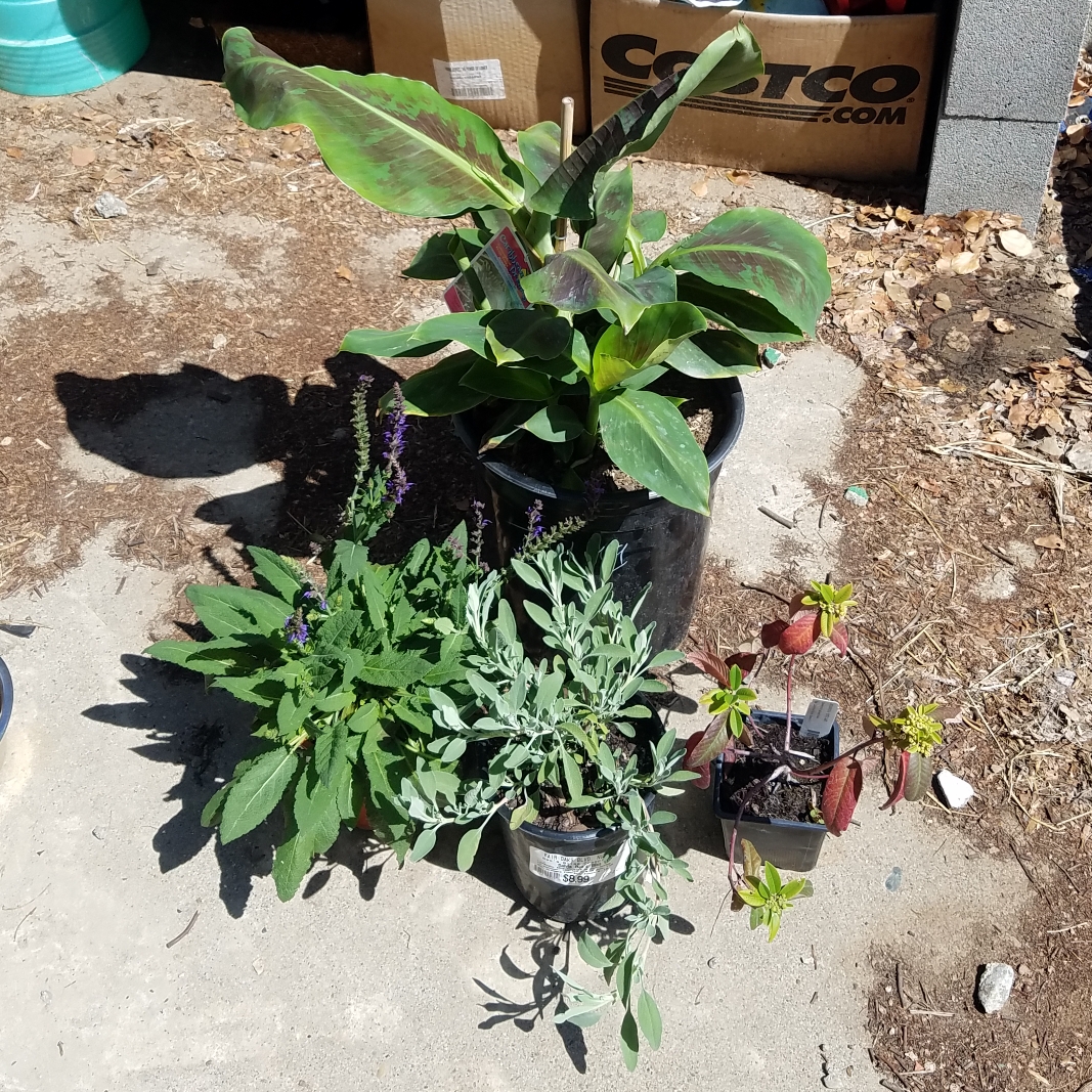 Rhamnus Californica in the GardenTags plant encyclopedia California Coffeeberry in the GardenTags plant encyclopedia