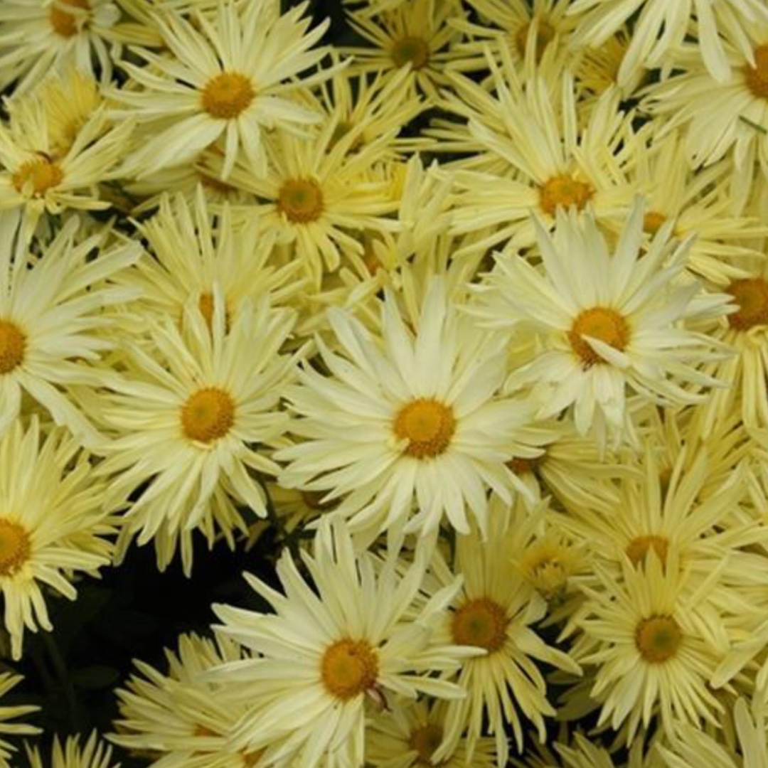 Chrysanthemum Gethsemane Moonlight in the GardenTags plant encyclopedia Chrysanthemum Gethsemane Moonlight in the GardenTags plant encyclopedia