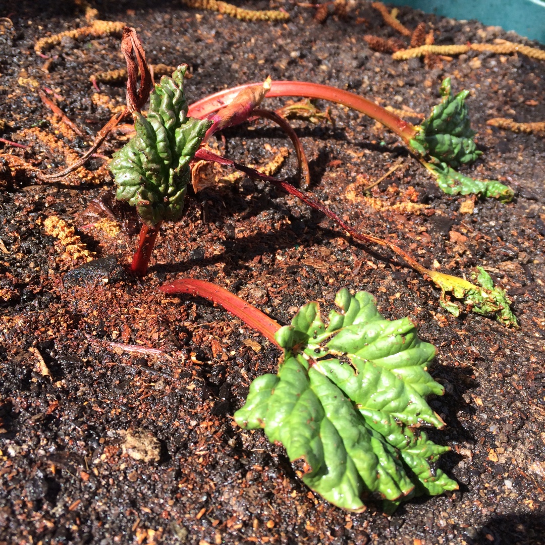 Rheum Rhabarbarum Ever Red in the GardenTags plant encyclopedia Rhubarb Ever Red in the GardenTags plant encyclopedia