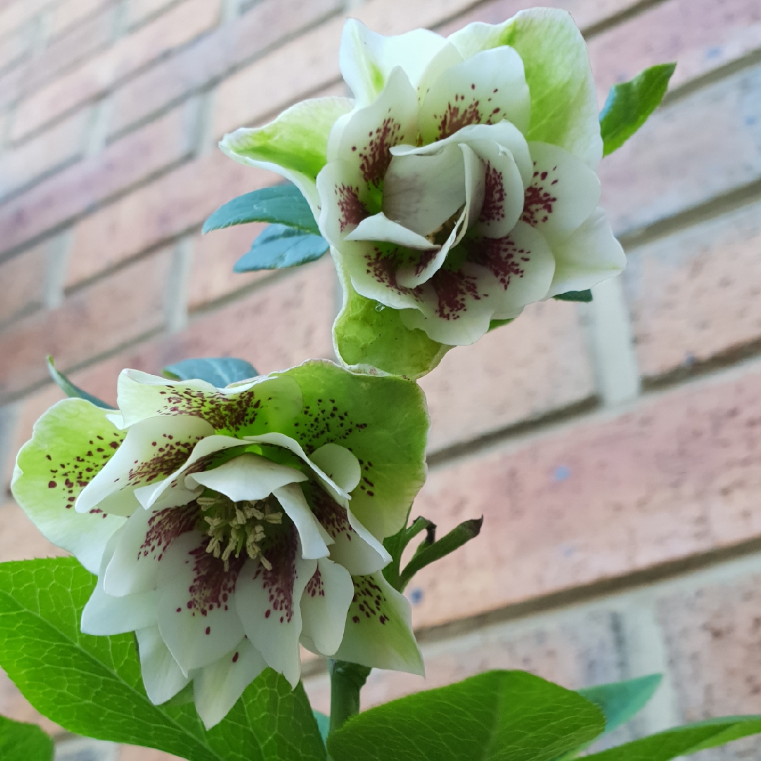 Helleborus x hybridus Winter Elegance Double White Spotted in the GardenTags plant encyclopedia Hellebore Winter Elegance Double White Spotted in the GardenTags plant encyclopedia