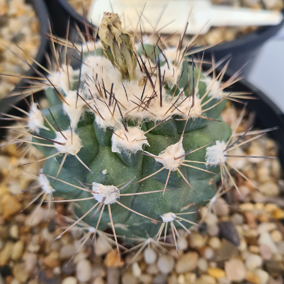 Turbinicarpus gielsdorfianus in the GardenTags plant encyclopedia Turbinicarpus Gielsdorfianus in the GardenTags plant encyclopedia