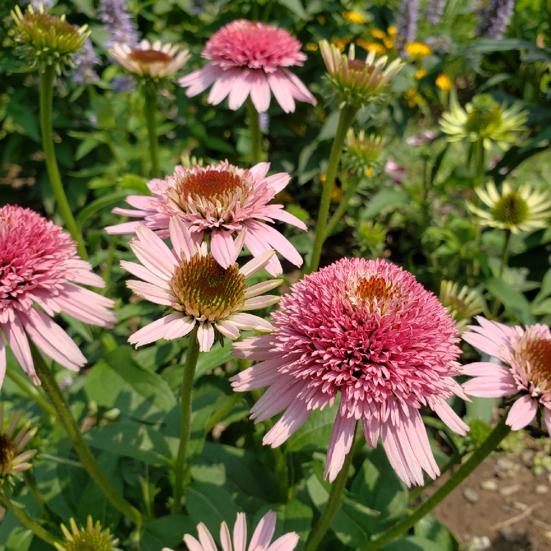Echinacea Butterfly Kisses in the GardenTags plant encyclopedia Coneflower Butterfly Kisses in the GardenTags plant encyclopedia