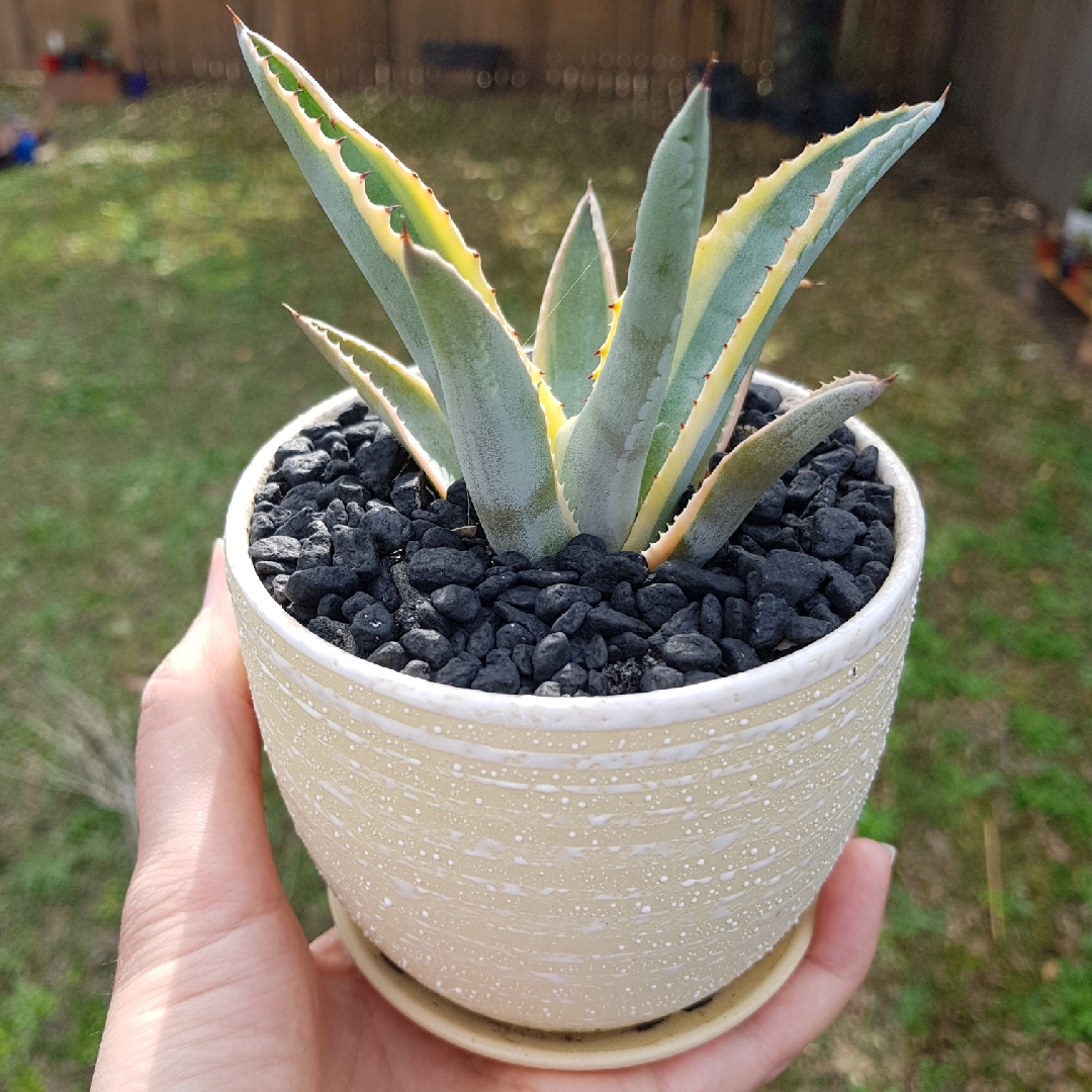 Agave Quasimoto in the GardenTags plant encyclopedia Agave Cornelius in the GardenTags plant encyclopedia