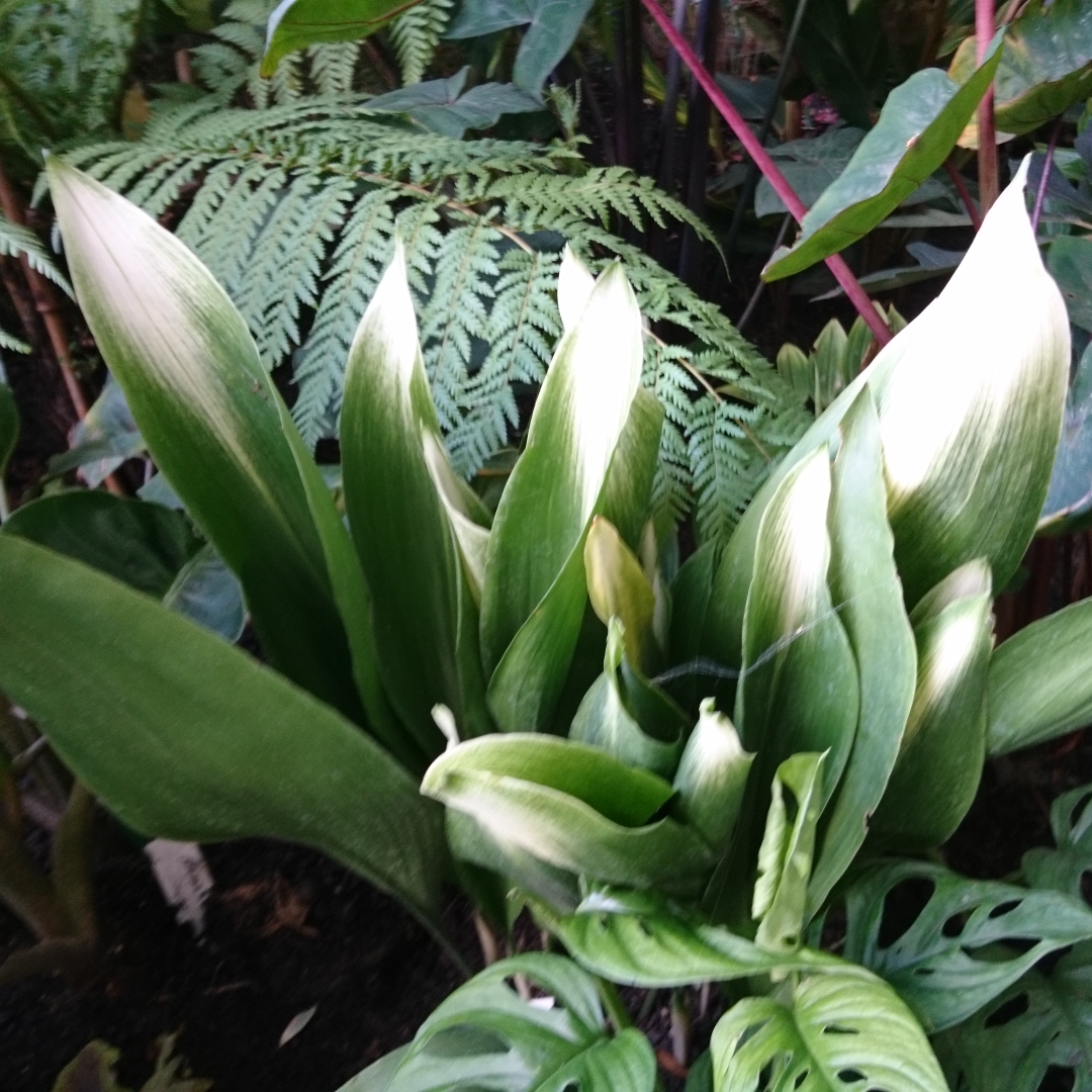 Aspidistra elatior Asahi in the GardenTags plant encyclopedia Cast-Iron Plant Asahi in the GardenTags plant encyclopedia