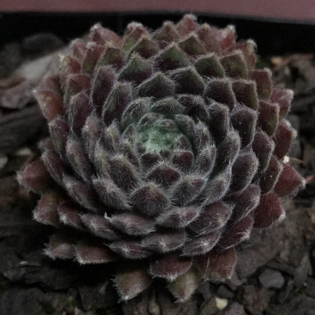 Sempervivum Silver Thaw in the GardenTags plant encyclopedia Sempervivum Silver Thaw in the GardenTags plant encyclopedia
