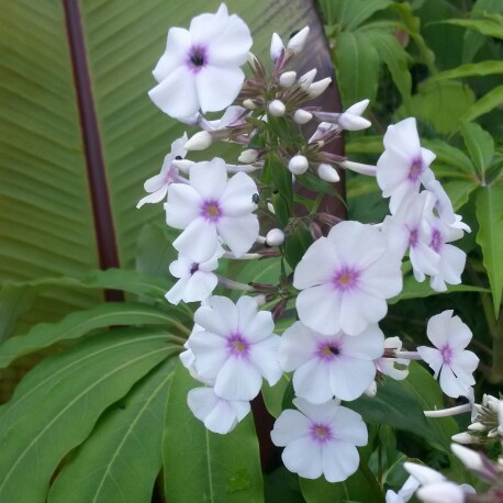 Phlox maculata Reine des Violettes in the GardenTags plant encyclopedia Phlox Reine des Violettes in the GardenTags plant encyclopedia