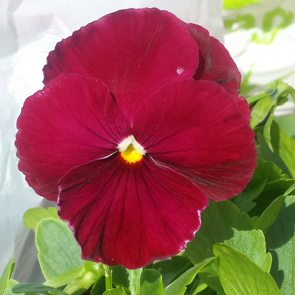 Viola x wittrockiana Raspberry Sundae in the GardenTags plant encyclopedia Pansy Raspberry Sundae (Mix) in the GardenTags plant encyclopedia