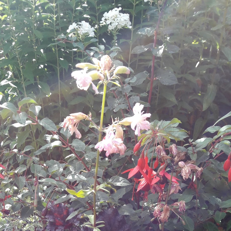 Silene alpestris Flore Pleno in the GardenTags plant encyclopedia Double-flowered Alpine Catchfly in the GardenTags plant encyclopedia