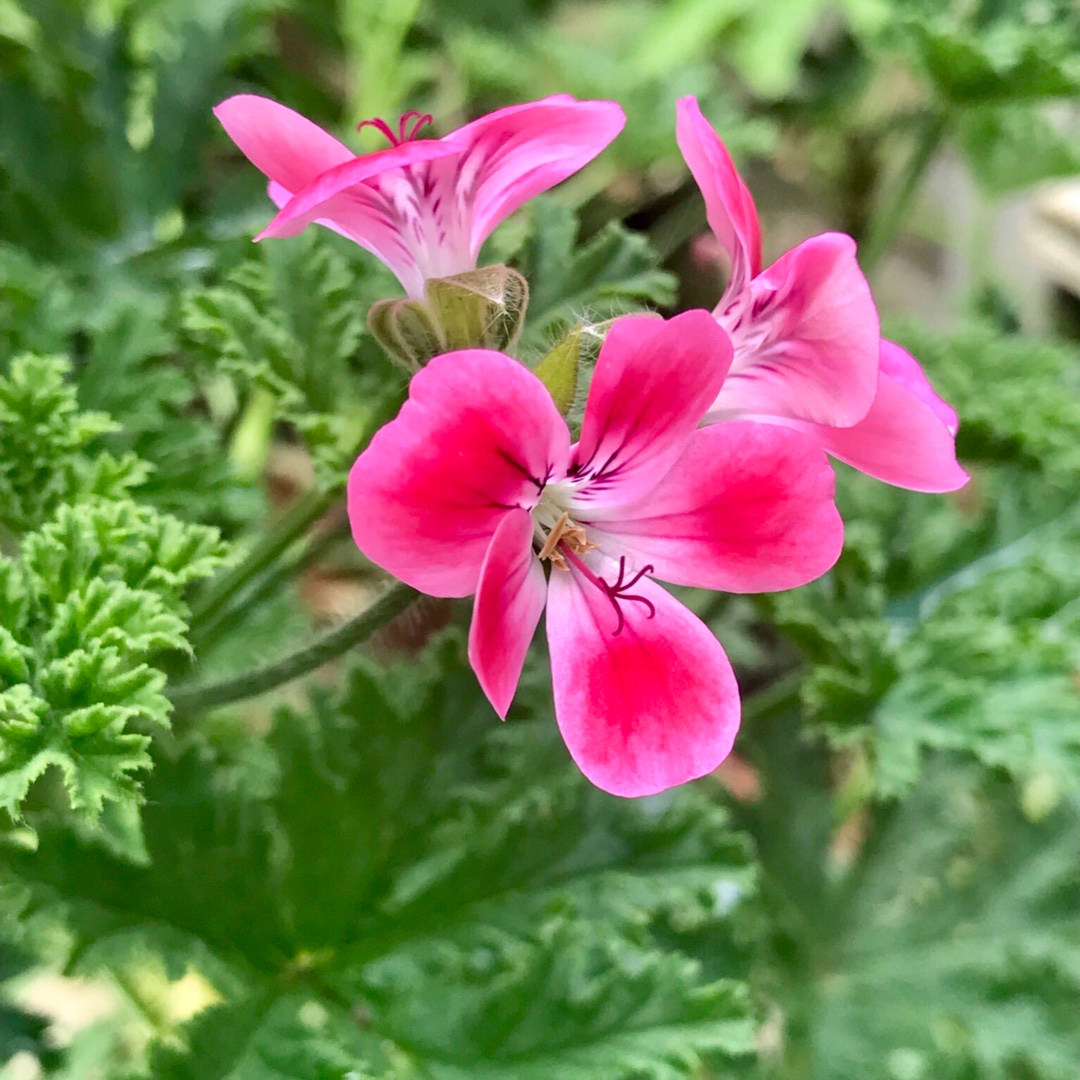 Pelargonium Patons Unique in the GardenTags plant encyclopedia Pelargonium Patons Unique (Unique Scented) in the GardenTags plant encyclopedia