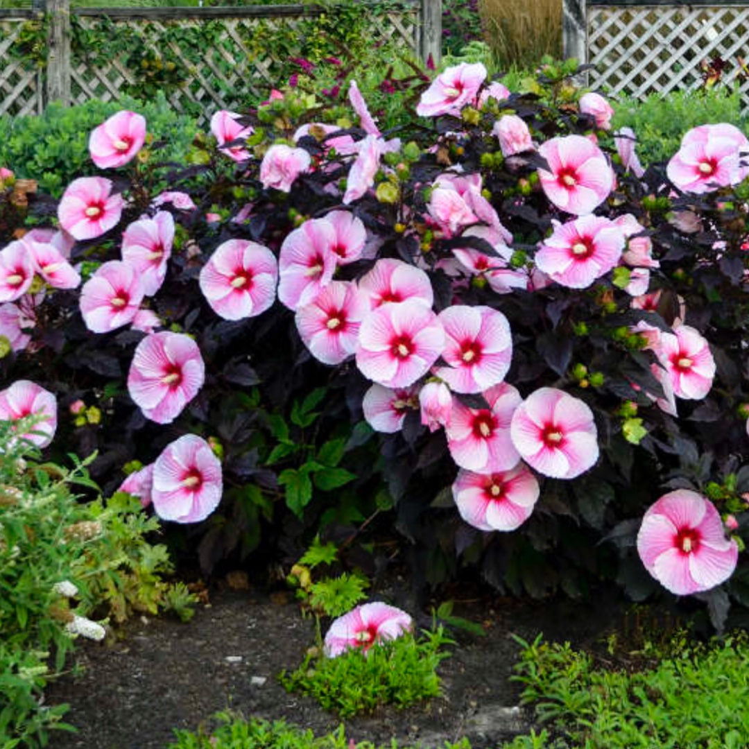 Hibiscus Starry Starry Night in the GardenTags plant encyclopedia Rose Mallow Starry Starry Night in the GardenTags plant encyclopedia