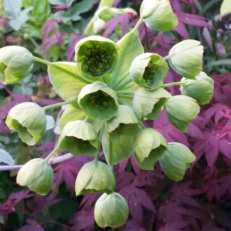 Mathiasella bupleuroides Green Dream in the GardenTags plant encyclopedia Mathiasella in the GardenTags plant encyclopedia