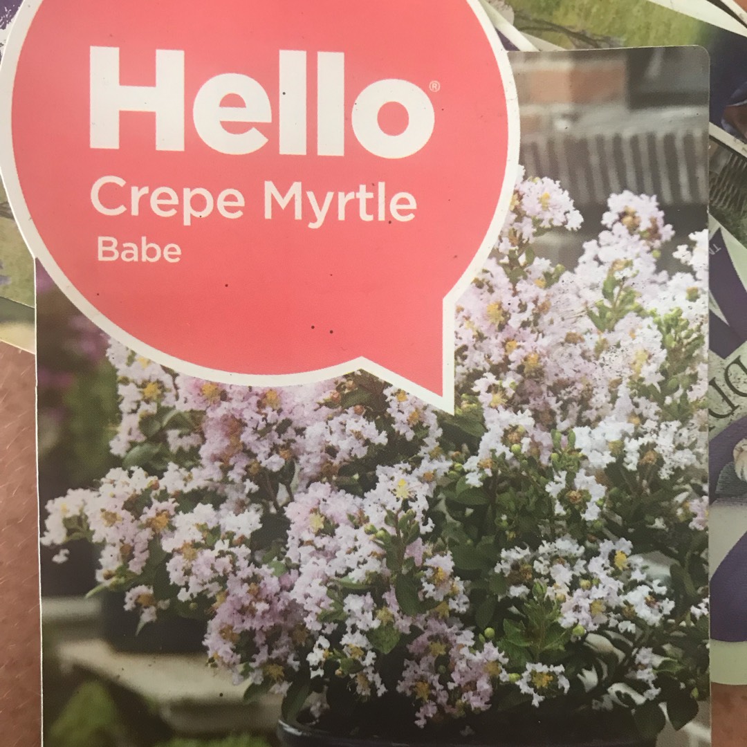 Lagerstroemia Indica Purple Velvet in the GardenTags plant encyclopedia Dwarf Crepe Myrtle Purple Velvet in the GardenTags plant encyclopedia