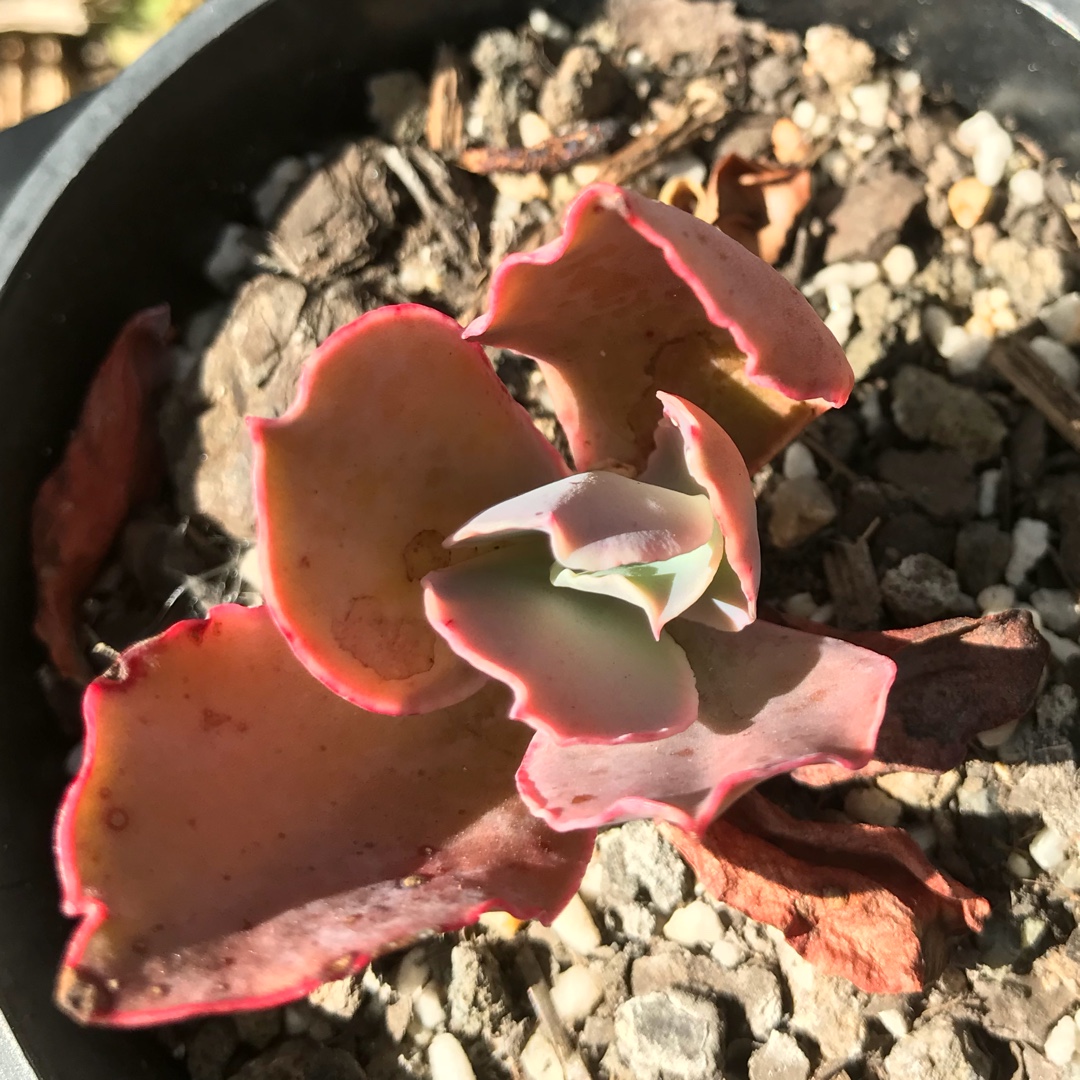 Echeveria Thelma in the GardenTags plant encyclopedia Echeveria Thelma in the GardenTags plant encyclopedia