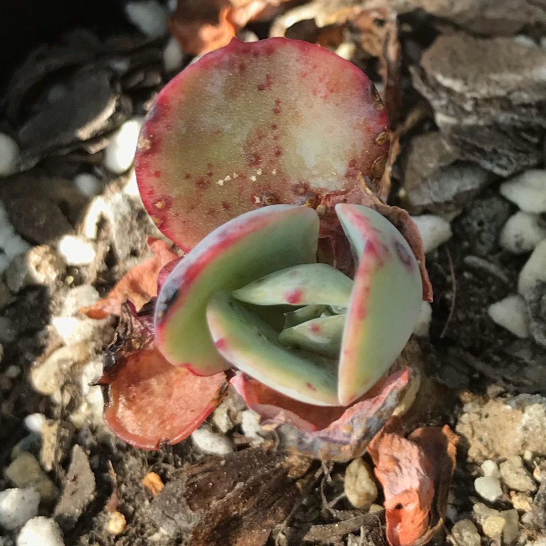 Echeveria Easter Bonnet in the GardenTags plant encyclopedia Echeveria Easter Bonnet in the GardenTags plant encyclopedia