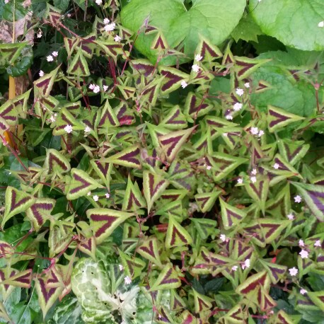 Persicaria microcephala Purple Fantasy in the GardenTags plant encyclopedia Persicaria Purple Fantasy in the GardenTags plant encyclopedia