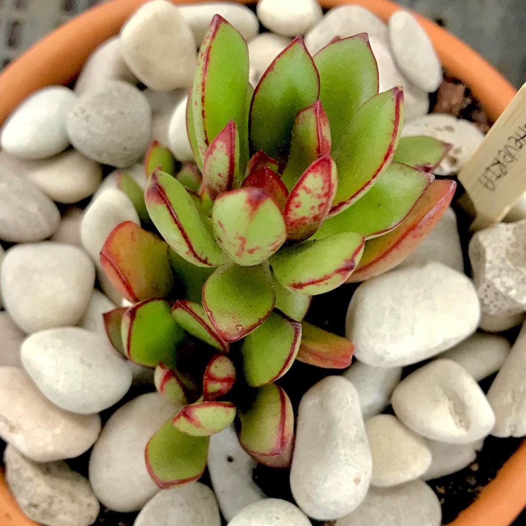 Echeveria Globuliflora in the GardenTags plant encyclopedia Echeveria Globuliflora in the GardenTags plant encyclopedia
