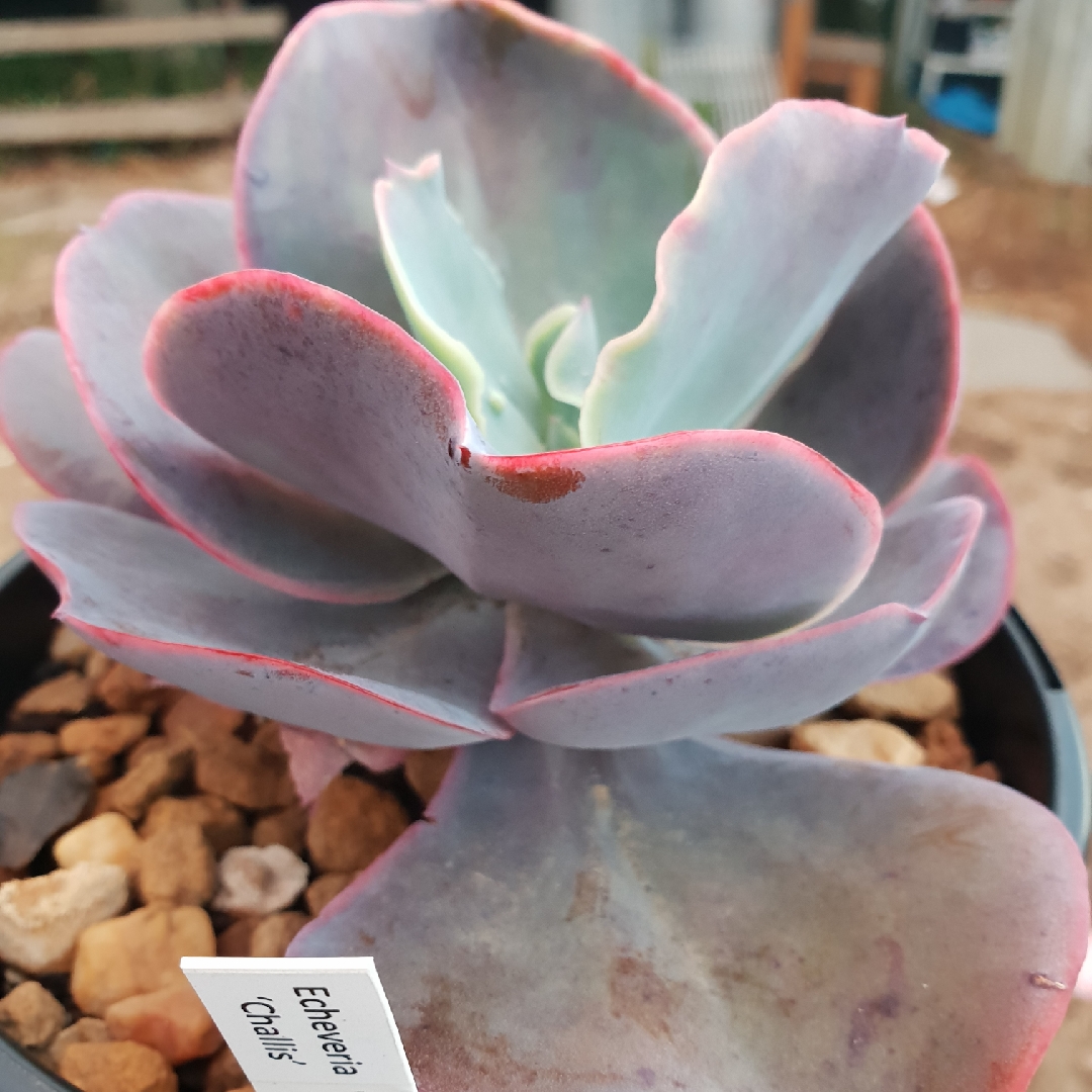 Echeveria Wonder Woman in the GardenTags plant encyclopedia Echeveria Wonder Woman in the GardenTags plant encyclopedia